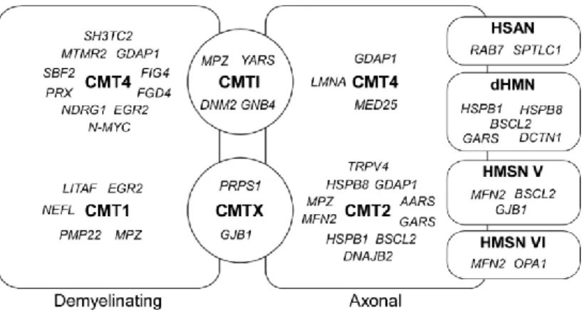 Fig. 4 The figure demonstrates the overlap of clinical and electrophysiological features  along  with  the  genetic  classification  of  HMSN  without  a  claim  to  completeness