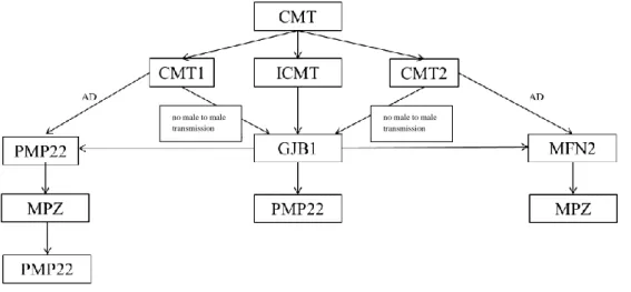 Fig. 8. A decision tree of successive analysis of suggested genes in CMT (51). 
