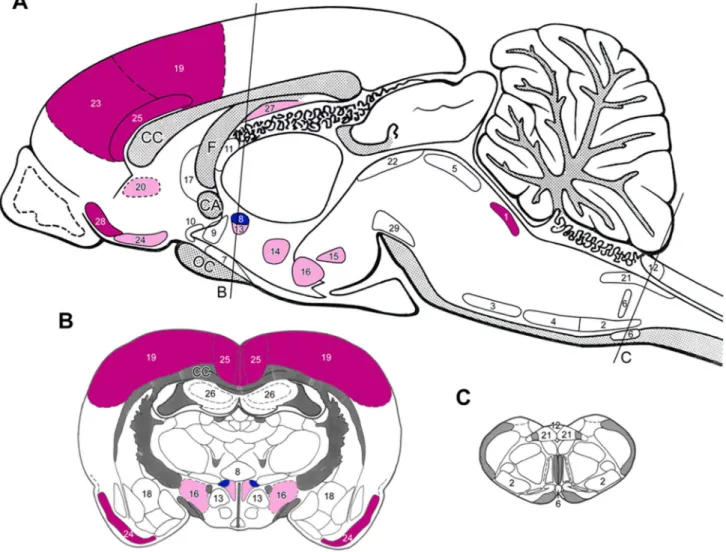Figure 3. Sagittal (A) and coronal (B and C) drawings of the rat brain with the topography of brain nuclei and areas where neurons in nephrectomized rats responded to moxodinine treatment with moderate to high expressions of Fos as compared to placebo-trea