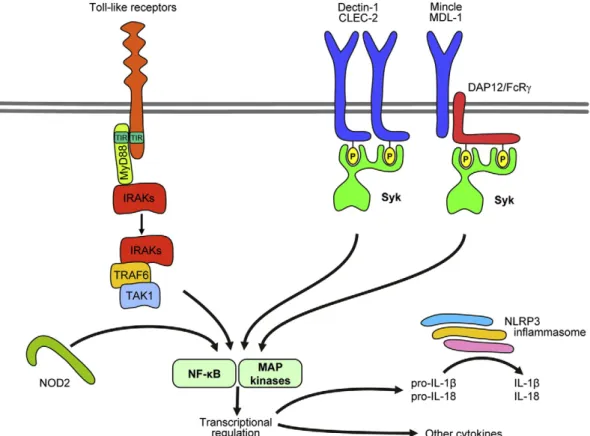 Fig. 5. Signaling by innate immune receptors. Toll-like receptors activate IRAK family proteins through MyD88
