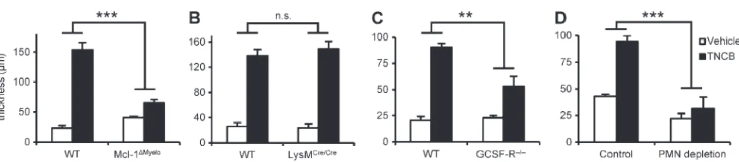 Figure 1.  Neutrophils are essential for the CHS response. Mice were sensitized with TNCB or acetone and were challenged with TNCB 5 d after  sensitization