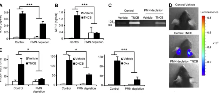 Figure 3.  Neutrophil depletion suppresses the contact allergen-induced inflammatory response