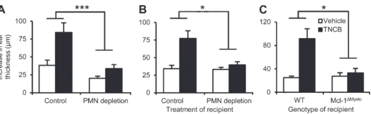 Figure 5.  Neutrophils are required for the elicitation phase of CHS. (A) Mice were sensitized by TNCB or acetone, treated with the neutrophil- neutrophil-depleting anti-Ly6G antibody (PMN depletion) 4 d later, and challenged with TNCB after an additional 