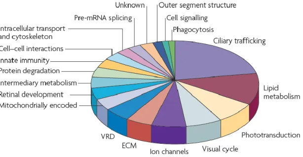 Figure 2. Functional categorization of genes influencing photoreceptor degeneration. In  this pie chart it is shown, that the 146 genes implicated in photoreceptor degeneration  play a role in numerous crucial cell functions (Wright et al., 2010)