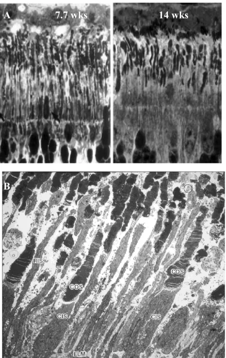 Figure  3.  A:  Photoreceptor  layer  from  erd-affected  dogs,  by  high  resolution  optical  microscopy