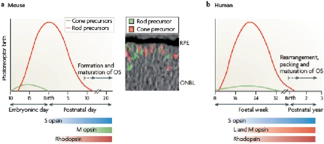 Figure 4. Comparison of photoreceptor generation and maturation in mice and humans. 