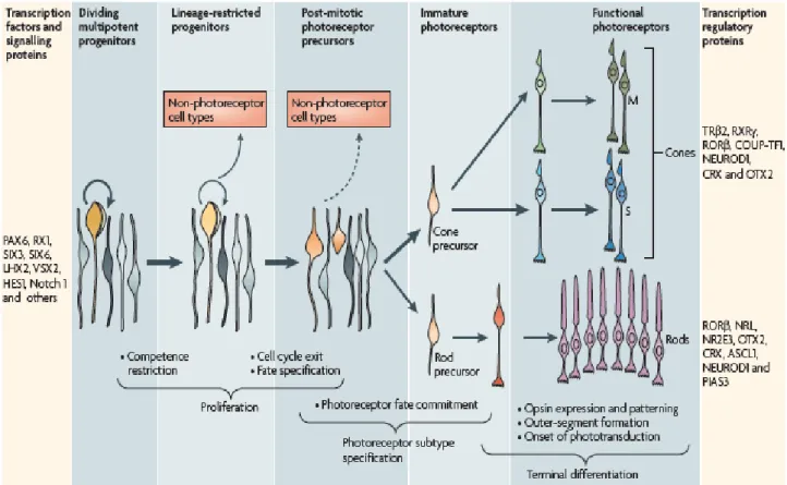 Figure  5.  Stages  of  photoreceptor  development  from  progenitors  to  mature  photoreceptors