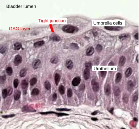 Figure  1.3  Structure  of  bladder  transitional  epithelium  on  a  H&amp;E  staining  histology  sample