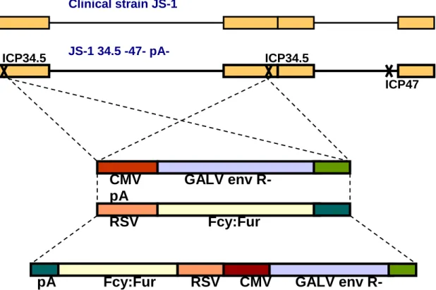 Figure  1.6  Schematic  representation  of  virus  vectors  used  in  this  study.  HSV-1  strain  JS-1 was isolated, by taking a swab from a cold sore of an otherwise healthy volunteer  (Liu  et al., 2002)