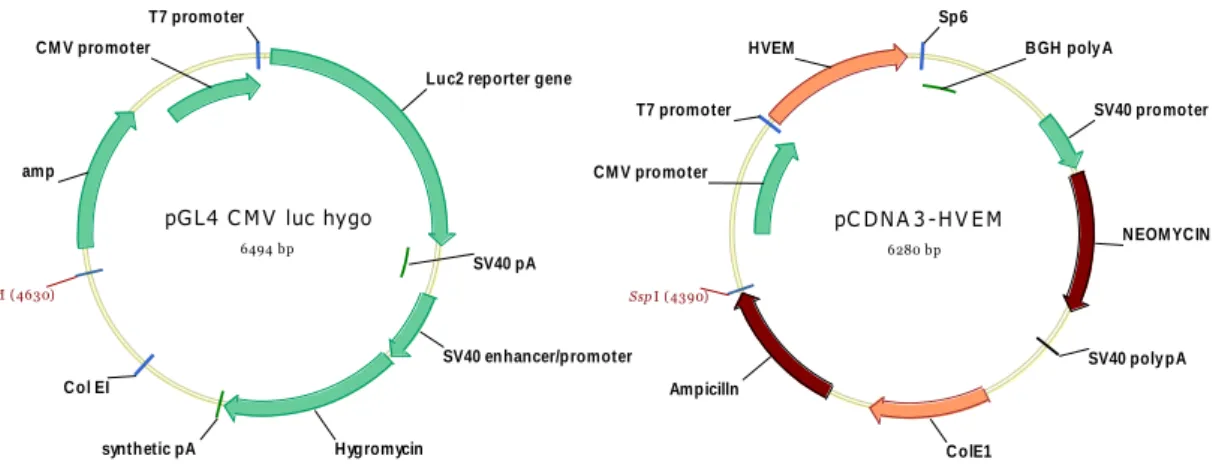 Figure 3.2 Pc DNA3 HVEM and the pGAL CMV Luc Hygo plasmids 
