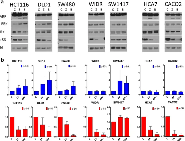 Fig. 4 KRAS related cell signaling analyses in colorectal cells upon 48 h treatment with 10 μ M ZA or BPH1222