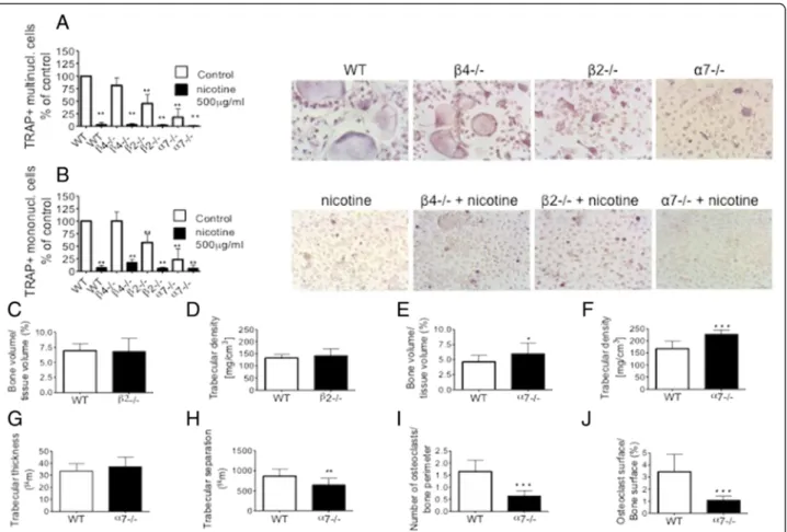 Fig. 5 Osteoclastogenesis is partly inhibited in nAChR subunit – / – mice. a, b Osteoclastogenesis in WT, α 7 – / – , β 2 – / – and β 4 – / – mice with or without 500 μ g/ml nicotine treatment