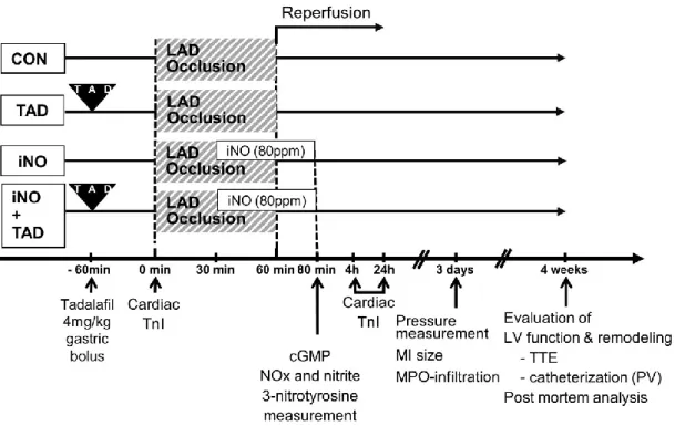 Figure  4  Experimental  design.  Four  different  study  groups  were  established:  ischemia- ischemia-reperfusion  without  additional  treatment  (CON),  with  inhaled  nitric  oxide  (iNO),  with  gastric tadalafil administration (TAD, 4 mg/kg single 