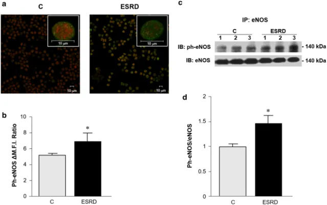 Fig. 3 RBC-NOS phosphorylation levels. a eNOS and ph-eNOS immunolocalization in C- and ESRD-RBCs
