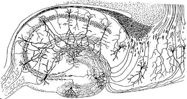 1. Ábra.  A hippokampusz sematikus ábrája Ramón y Cajal (1893) nyomán 