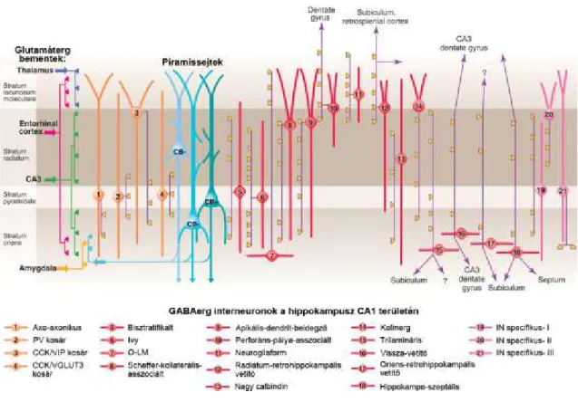 2. Ábra. GABAerg interneuronok a hippokampusz CA1 régiójában  