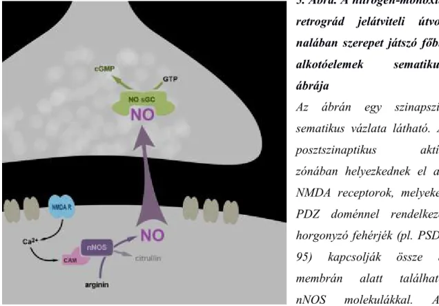 5. Ábra. A nitrogén-monoxid  retrográd  jelátviteli   útvo-nalában  szerepet  játszó  főbb  alkotóelemek  sematikus  ábrája 