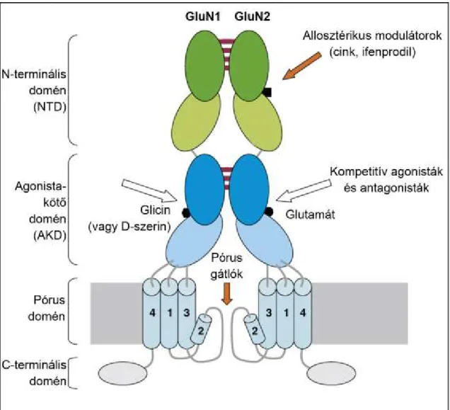 7. Ábra. Az NMDA receptor szerkezeti modellábrája 