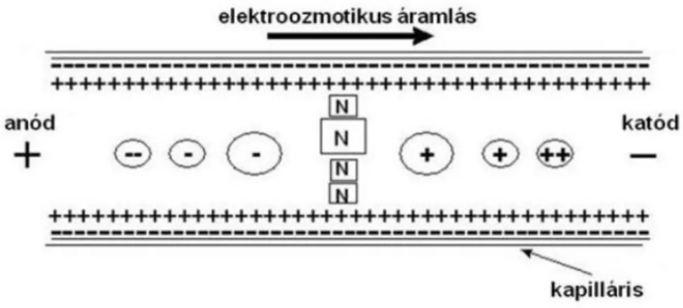 5. ábra. Dugóhúzó szerű áramlásprofil (EOF), ami a kapilláris elektroforézisre  jellemző