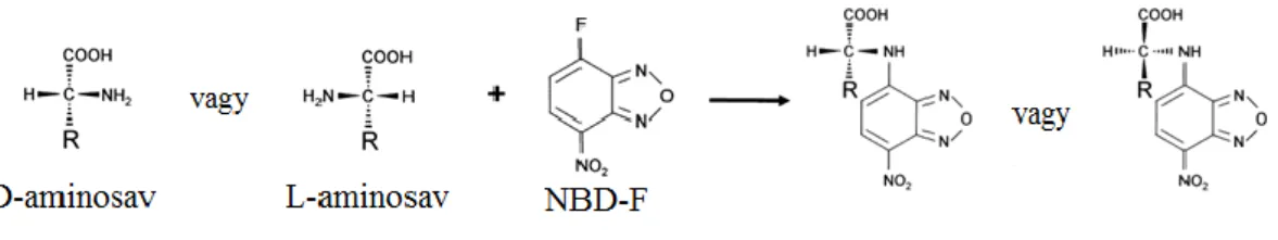 7. ábra: NBD-F-el történő származékképzési reakció aminosavakkal 