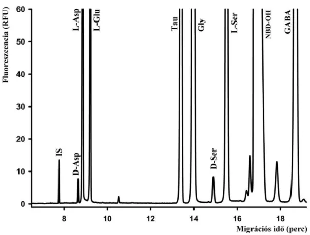 1. ábra: 1 µM L-ciszteinsav belső standard (IS), 2,5 µM D-Asp és D-Ser, 25 µM L-Asp,  L-Glu és L-Ser, 50 µM glicin (Gly) és taurin (Tau) és GABA tartalmú standard minta