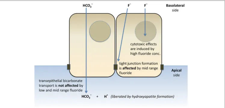 FIGURE 7 | Schematic representation of the effects of fluoride on HCO − 3 secretion, tight junction formation, and cell death of HAT-7 cells