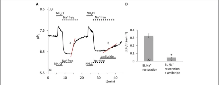 FIGURE 1 | Recovery of pH i in HAT-7 cells exposed to an acid load in the absence of HCO − 3 /CO 2 
