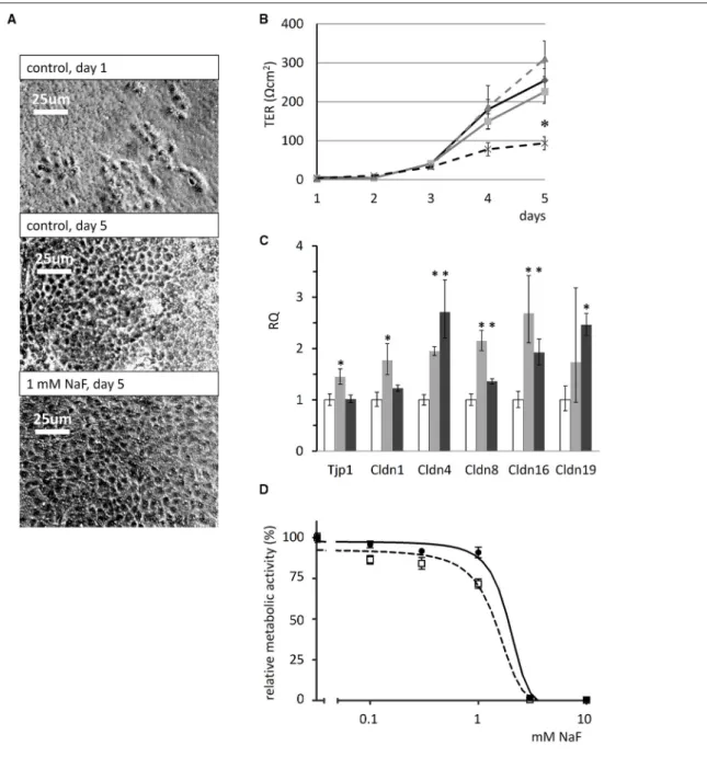 FIGURE 6 | Effects of fluoride on transepithelial resistance, tight-junction protein expression and cell viability of HAT-7 cells
