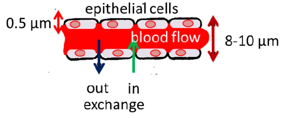 Figure 11. Changes of velocity (v), overall cross-section (A), and pressure (p) in the blood-vessel network  The blood flow can be described well by the Bingham fluid model shown in (3)