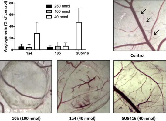 Fig. 4. Inhibition of angiogenesis in the CAM assay. At day 11, control CAMs are characterized by a network of blood vessels of different size