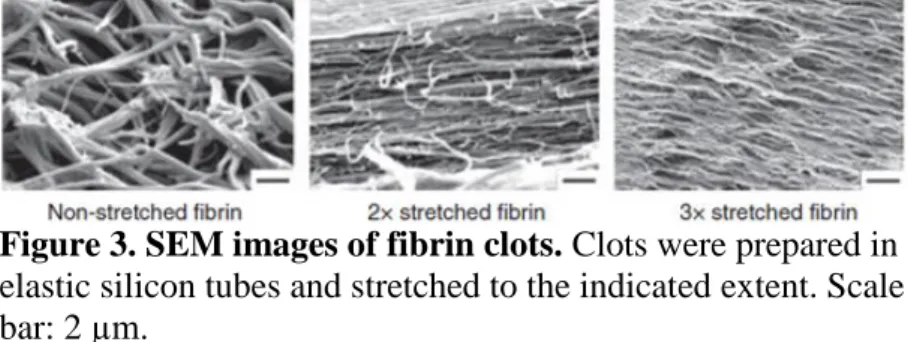 Figure 3. SEM images of fibrin clots. Clots were prepared in  elastic silicon tubes and stretched to the indicated extent