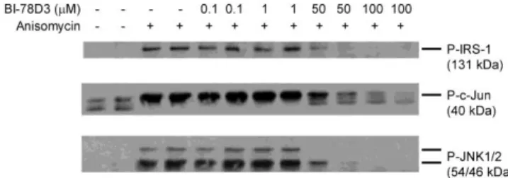 Figure 2 Inhibition of JNK, c-Jun and IRS-1 Ser 307 phosphorylation in  anisomycin treated HEK293 cells