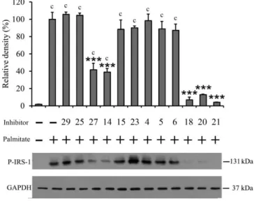 Figure 4 Lipotoxicity-induced IRS-1 Ser307 phosphorylation in RINm5F  insulinoma cells 