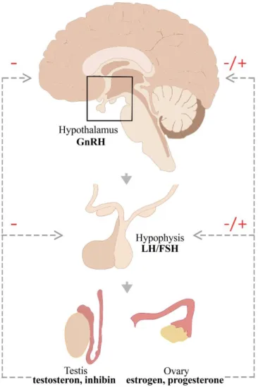 Fig. 2. The schematic drawing of the HPG axis. Hypophysiotropic GnRH is released by  the hypothalamus and stimulates the secretion of gonadotropins (LH and FSH) from the  hypophysis