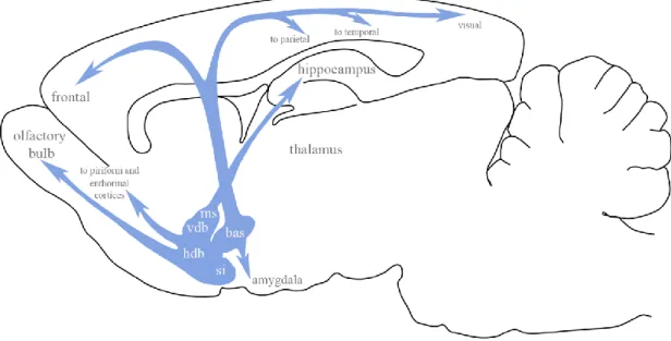 Fig.  1.  Schematic  representation  of  the  basal  forebrain  cholinergic  neurons  and  their  projection areas