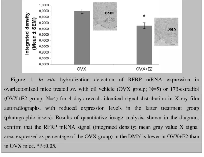 Figure  1.  In  situ  hybridization  detection  of  RFRP  mRNA  expression  in  ovariectomized  mice  treated  sc