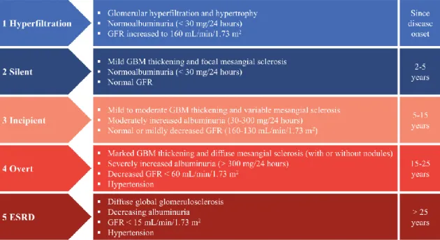 Figure 2 Stages of diabetic kidney disease. The figure illustrates the 5 stages of diabetic kidney disease and the likely  renal pathologic and functional alterations in each stage