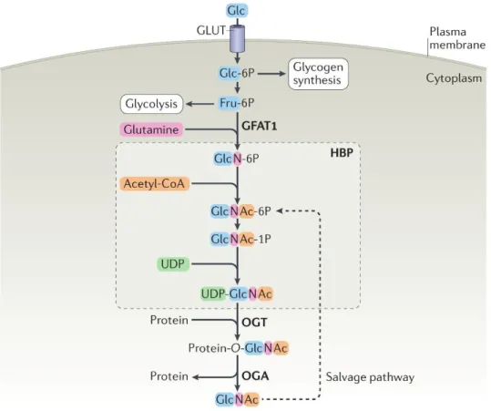 Figure 3 Protein O‑GlcNAcylation is regulated by nutrient flux via the hexosamine biosynthetic pathway