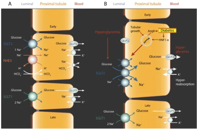 Figure 5 Renal glucose reabsorption is mediated by SGLT2 and SGLT1. (A) SGLT2 reabsorbs ∼97% and SGLT1  reabsorbs ∼3% of filtered glucose in the proximal tubules