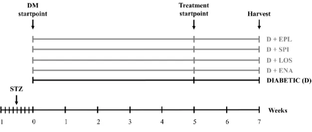 Figure 7 Experimental design of Protocol I. After five weeks of diabetes rats were randomized into five groups (n=7- (n=7-8/group) and were treated daily by oral gavage for 2 weeks with  isotonic saline as vehicle or D+ENA: D+enalapril,  D+LOS: D+losartan,