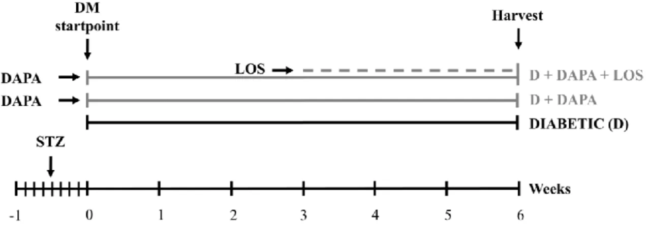 Figure 8 Experimental design of Protocol II. Rats were randomly divided into three groups immediately after the  onset of diabetes (n=6 in D and n=7 in treatment groups) and were treated per os as follows: isotonic saline as vehicle  (diabetic) or dapaglif