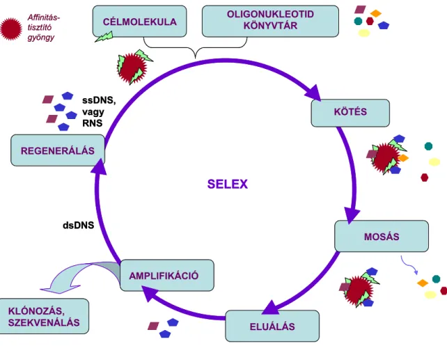 1. ábra: A SELEX folyamatábrája. 