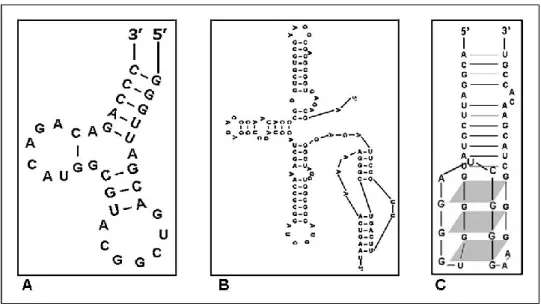 3. ábra: Aptamerek leggyakoribb másodlagos szerkezetei. Hajtű (A), pszeudocsomó (B), G-  quadruplex (C) (157)