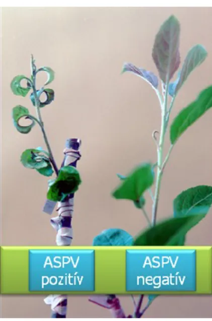 6. ábra: ASPV fertőzés tünetei az átoltott növényi részeken. 
