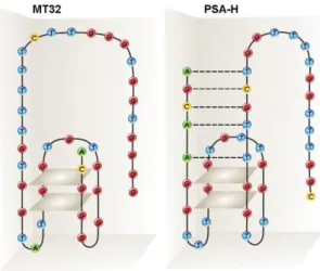 7. ábra: Az MT32 és PSA-H aptamer prediktív másodlagos szerkezete a nukleotidok feltüntetésével