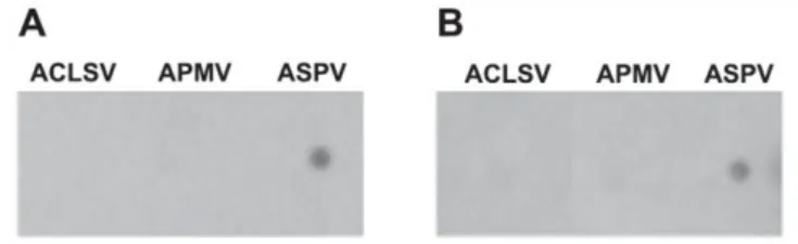 9. ábra: Az aptamerek Dot-blot analízise ACLSV-, APMV- és ASPV-fertőzött növényi kivonatokkal