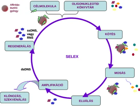 1. ábra: A SELEX folyamatábrája. 