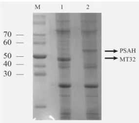 Figure  3:  Detection  of  overexpressed  coat  proteins  by  SDS-PAGE.  Molecular  weight  marker  (kDa)  (M),  MT32  (1)  and  PSA-H  (2)  overexpressing  denatured  total  bacterial  protein  extracts  containing  50  µg  protein,  visualized  by  Cooma