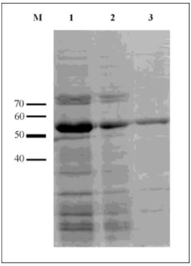 Figure  5:  Purification  of  PSA-H  coat  protein  by  His-Bind  affinity  chromatography  resin