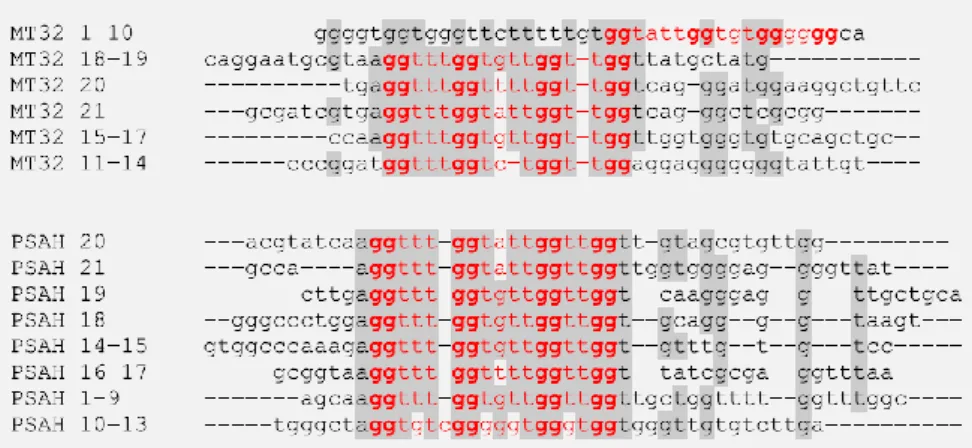 Figure 6: Alignment of 20-20 MT32 and PSA-H-specific sequences. The bold letters show the G-quadruplex  forming nucleotides predicted by QGRS Mapper program and the dark grey highlighting show the significantly  homologous sequences